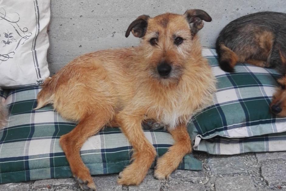 Vermisstmeldung Hund rassenmischung  Männliche , 15 jahre Kunheim Frankreich